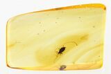 Detailed Fossil Aphid (Phyllaphidinae) In Baltic Amber #275476-1